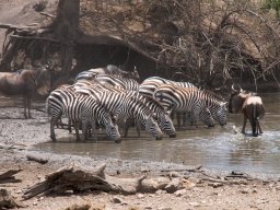 Western_Corridor2009-35